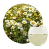 Chamomile Extract
